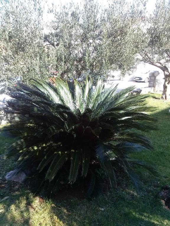 Private Accommodation Carevic Dubrovnik Luaran gambar